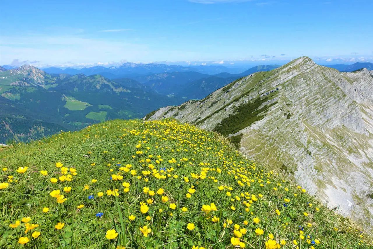 Gelbe Blumen auf Berggipfel vor alpiner Berglandschaft.