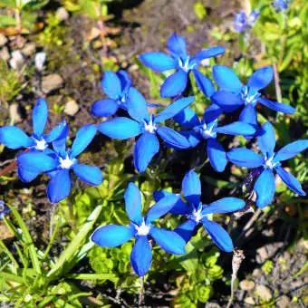 Mehrere blaue Blüten vom Frühlings-Enzian im Sonnenlicht.