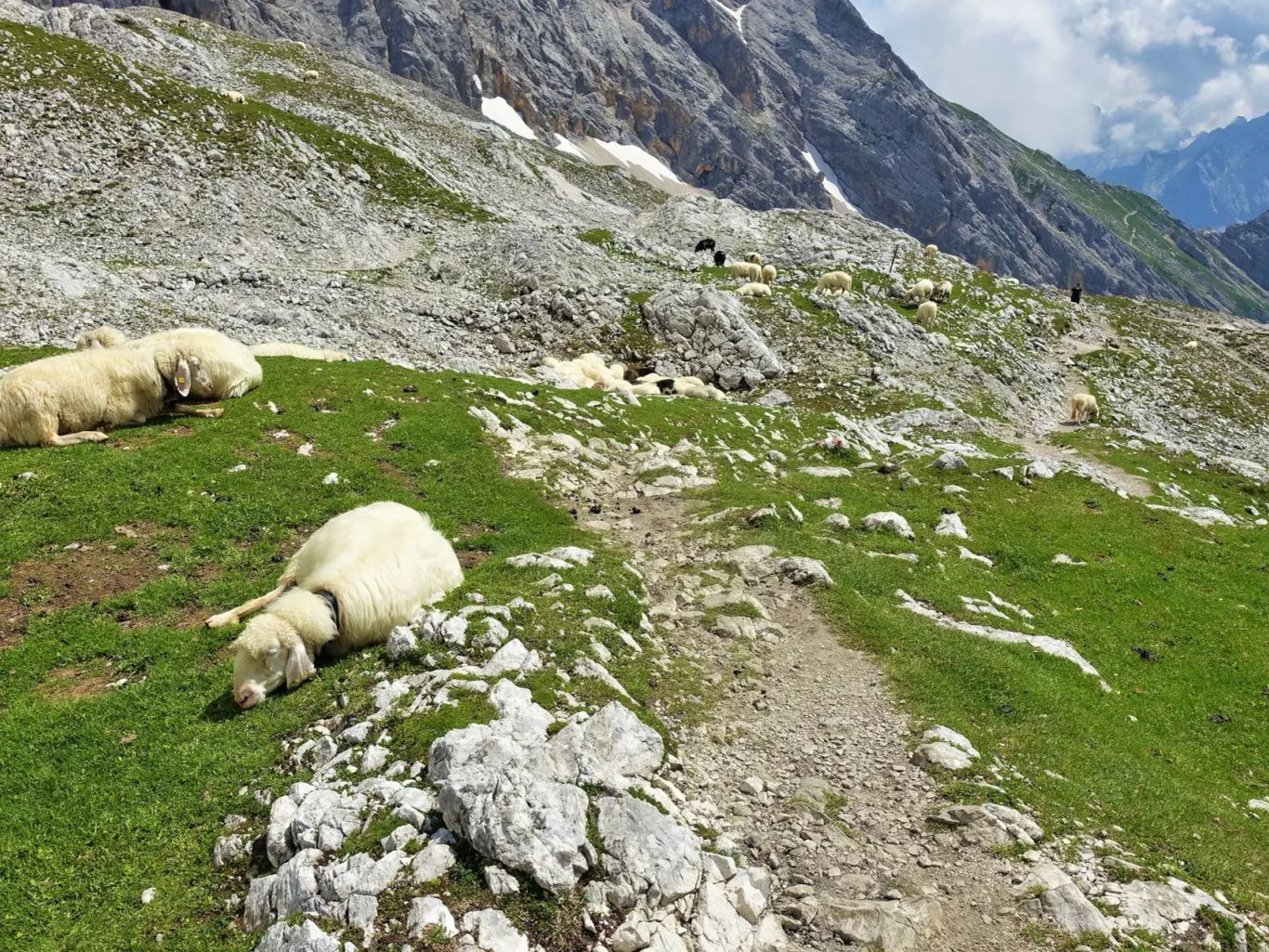 Weiße Schafe am Wanderweg zur Zugspitze.
