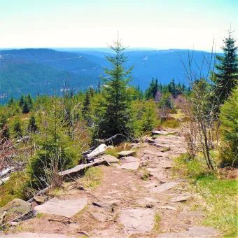 Flacher Wanderweg durch grüne Tannen vor Bergen im Mittelgebirge Deutschlands.