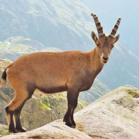 Steinbock