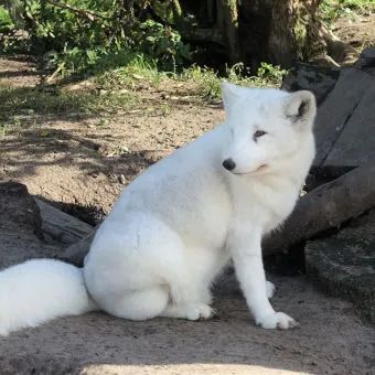 Polarfuchs